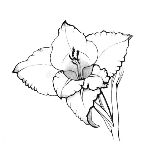 This tutorial is Very easy for kids. . Gladiolus line drawing